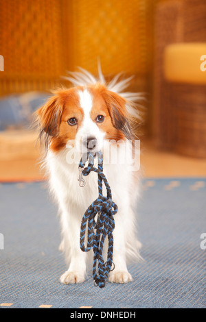 Kooikerhondje | Kooikerhondje, Ruede Stockfoto