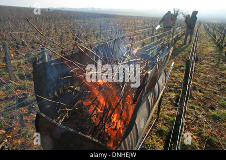 BRENNEN DER REBE SCHIEßT IN BEAUNE, (21), COTE-D ' OR, BURGUND, FRANKREICH Stockfoto