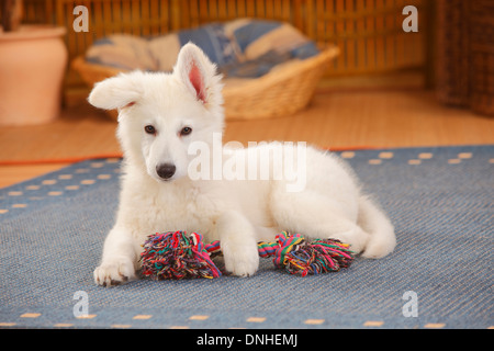 Weißer Schweizer Schäferhund, Welpe, 14 Wochen | Weisser Schweizer Schaeferhund, Welpe, 14 Wochen Stockfoto