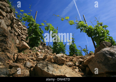 WEINREBEN AUS SAINT-DESIRAT UND SEINE GRANIT, (07) ARDECHE RHONE-ALPES, FRANKREICH Stockfoto