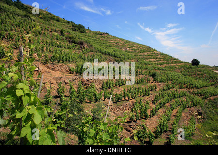 WEINREBEN VON SAINT-DESIRAT, (07) ARDECHE RHONE-ALPES, FRANKREICH Stockfoto