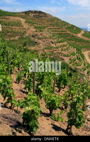 WEINREBEN AUS SAINT-DESIRAT UND SEINE GRANIT, (07) ARDECHE RHONE-ALPES, FRANKREICH Stockfoto