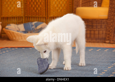 Weißer Schweizer Schäferhund, Welpe, 14 Wochen | Weisser Schweizer Schaeferhund, Welpe, 14 Wochen Stockfoto