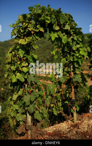 WEINREBEN UND WEINBERGE AN DEN HÄNGEN DES CHATEAUBOURG, (07) ARDECHE RHONE-ALPES, FRANKREICH Stockfoto