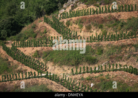 WEINREBEN UND WEINBERGE AN DEN HÄNGEN DES CHATEAUBOURG, (07) ARDECHE RHONE-ALPES, FRANKREICH Stockfoto