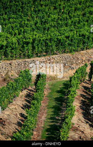 WEINREBEN UND WEINBERGE AN DEN HÄNGEN DES CHATEAUBOURG, SIND DIE TRADITIONELLEN MAUERN CHALLEYS, (07) ARDECHE RHONE-ALPES, FRANKREICH GENANNT. Stockfoto