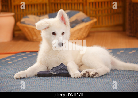 Weißer Schweizer Schäferhund, Welpe, 14 Wochen | Weisser Schweizer Schaeferhund, Welpe, 14 Wochen Stockfoto