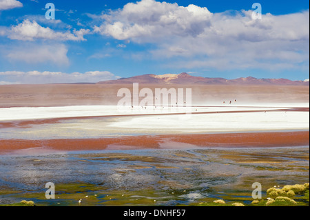 Laguna Colorada, rote Lagune Altiplano flachen Salzsee, Potosi, Bolivien Stockfoto