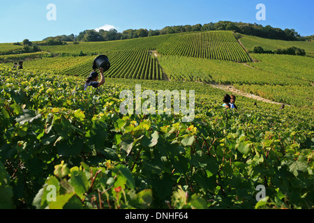 ERNTE VON CHARDONNAY-TRAUBEN ZWISCHEN VERTUS UND LE MESNIL-SUR-OGER, MARNE (51), CHAMPAGNE-ARDENNE, FRANKREICH Stockfoto