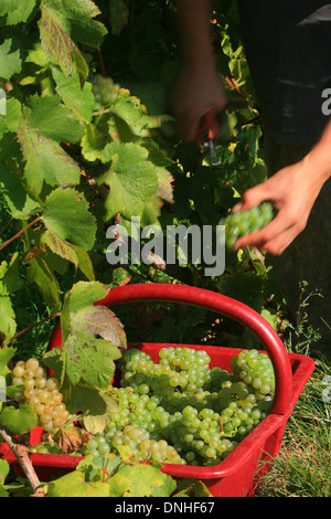 ERNTE VON CHARDONNAY-TRAUBEN ZWISCHEN VERTUS UND LE MESNIL-SUR-OGER, MARNE (51), CHAMPAGNE-ARDENNE, FRANKREICH Stockfoto