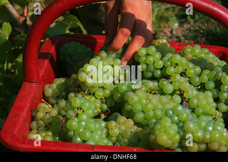 ERNTE VON CHARDONNAY-TRAUBEN ZWISCHEN VERTUS UND LE MESNIL-SUR-OGER, MARNE (51), CHAMPAGNE-ARDENNE, FRANKREICH Stockfoto