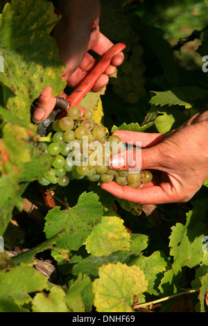 ERNTE VON CHARDONNAY-TRAUBEN ZWISCHEN VERTUS UND LE MESNIL-SUR-OGER, MARNE (51), CHAMPAGNE-ARDENNE, FRANKREICH Stockfoto