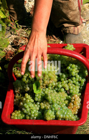 ERNTE VON CHARDONNAY-TRAUBEN ZWISCHEN VERTUS UND LE MESNIL-SUR-OGER, MARNE (51), CHAMPAGNE-ARDENNE, FRANKREICH Stockfoto