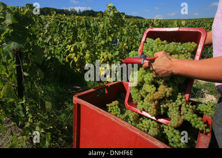 ERNTE VON CHARDONNAY-TRAUBEN ZWISCHEN VERTUS UND LE MESNIL-SUR-OGER, MARNE (51), CHAMPAGNE-ARDENNE, FRANKREICH Stockfoto