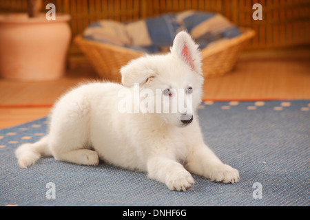 Weißer Schweizer Schäferhund, Welpe, 14 Wochen | Weisser Schweizer Schaeferhund, Welpe, 14 Wochen Stockfoto