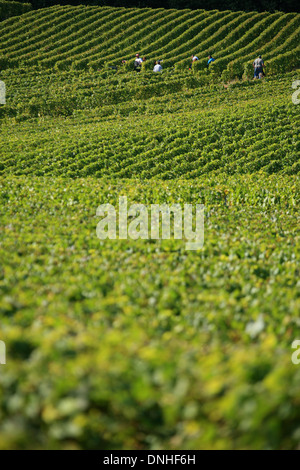 WEINLESE IN DER NÄHE VON DORF DER OGER, MARNE (51), CHAMPAGNE-ARDENNE, FRANKREICH Stockfoto