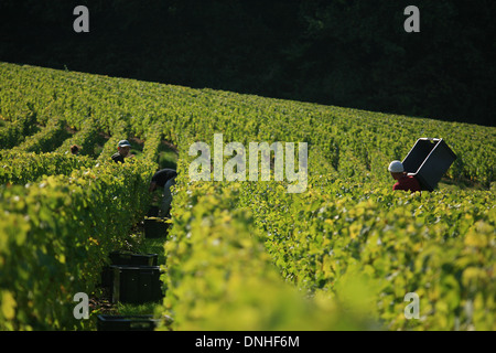 WEINLESE IN DER NÄHE VON DORF DER OGER, MARNE (51), CHAMPAGNE-ARDENNE, FRANKREICH Stockfoto