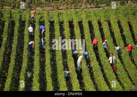 WEINLESE IN DER NÄHE VON DORF DER OGER, MARNE (51), CHAMPAGNE-ARDENNE, FRANKREICH Stockfoto