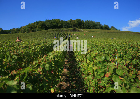 WEINLESE IN DER NÄHE VON DORF DER OGER, MARNE (51), CHAMPAGNE-ARDENNE, FRANKREICH Stockfoto