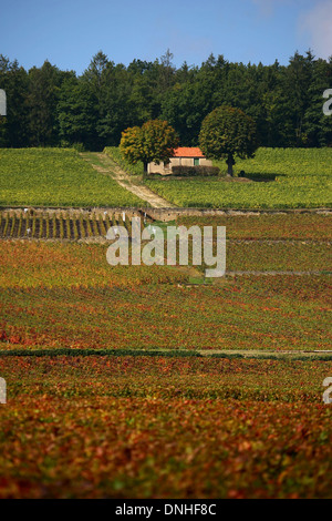 CORTON CHARLEMAGNE WEINBERGE IN DEN BEGINN DES HERBSTES, DIE KLEINE STEINHÜTTEN NENNT MAN CABOTTES IN BURGUND, ALOXE-CORTON, COTE-D ' OR (21), BOURGOGNE, FRANKREICH Stockfoto