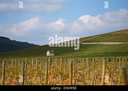 CORTON CHARLEMAGNE WEINBERGE IN DEN BEGINN DES HERBSTES, DIE KLEINE STEINHÜTTEN NENNT MAN CABOTTES IN BURGUND, JUNGE REBEN IN DEN VORDERGRUND, ALOXE-CORTON, COTE-D ' OR (21), BOURGOGNE, FRANKREICH Stockfoto