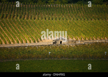 CORTON CHARLEMAGNE WEINBERGE IN DEN BEGINN DES HERBSTES, DIE KLEINE STEINHÜTTEN NENNT MAN CABOTTES IN BURGUND, ALOXE-CORTON, COTE-D ' OR (21), BOURGOGNE, FRANKREICH Stockfoto