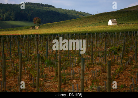 CORTON CHARLEMAGNE WEINBERGE IN DEN BEGINN DES HERBSTES, DIE KLEINE STEINHÜTTEN NENNT MAN CABOTTES IN BURGUND, ALOXE-CORTON, COTE-D ' OR (21), BOURGOGNE, FRANKREICH Stockfoto