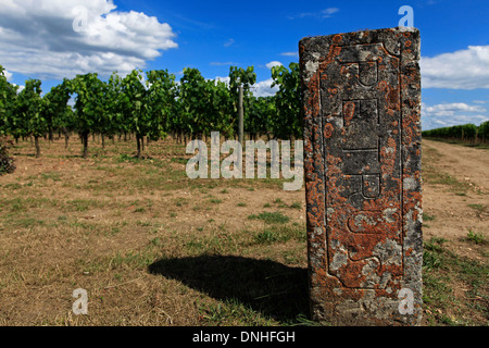 PETRUS WEINBERGE, WEINBAUGEBIET VON BORDEAUX, POMEROL, (33) GIRONDE, AQUITAINE, FRANKREICH Stockfoto