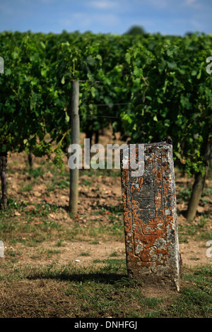 PETRUS WEINBERGE, WEINBAUGEBIET VON BORDEAUX, POMEROL, (33) GIRONDE, AQUITAINE, FRANKREICH Stockfoto