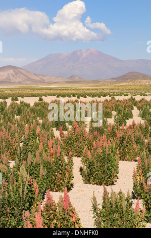 Bereich der Quinoa (Chenopodium Quinoa), Potosi, Bolivien Stockfoto