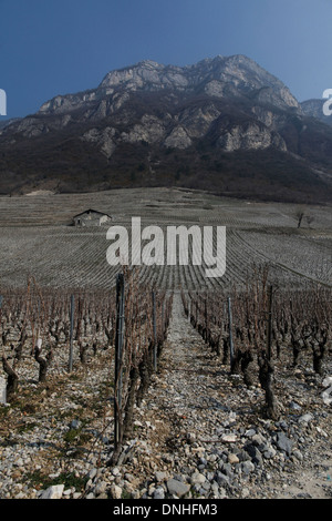 WEINBERGE VON CHIGNIN AM FUßE DES ROCHE DU GUET ROCK, (73) SAVOIE RHONE-ALPES, FRANKREICH Stockfoto