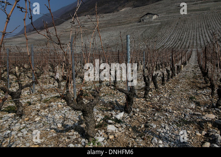 WEINBERGE VON CHIGNIN AM FUßE DES ROCHE DU GUET ROCK, (73) SAVOIE RHONE-ALPES, FRANKREICH Stockfoto