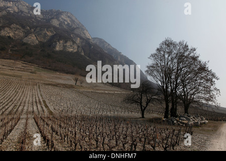 WEINBERGE VON CHIGNIN AM FUßE DES ROCHE DU GUET ROCK, (73) SAVOIE RHONE-ALPES, FRANKREICH Stockfoto