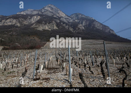 WEINBERGE VON CHIGNIN AM FUßE DES ROCHE DU GUET ROCK, (73) SAVOIE RHONE-ALPES, FRANKREICH Stockfoto