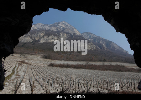 WEINBERGE VON CHIGNIN AM FUßE DES ROCHE DU GUET ROCK, (73) SAVOIE RHONE-ALPES, FRANKREICH Stockfoto