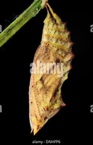 Peacock Schmetterling Chrysalis an einem Stiel der Brennnessel Stockfoto