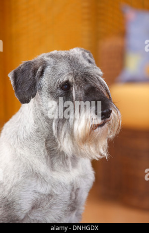 Standard Schnauzer, Männlich, pepper-and-salt, 10 Jahre alt | Mittelschnauzer, Ruede, Pfeffer-Salz, 10 Jahre alt Stockfoto