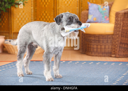 Standard Schnauzer, Männlich, pepper-and-salt, 10 Jahre alt | Mittelschnauzer, Ruede, Pfeffer-Salz, 10 Jahre alt Stockfoto