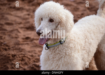 Standard oder riesige Pudel weiss, Portrait Stockfoto