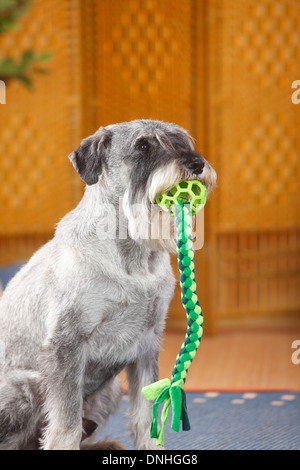 Standard Schnauzer, Männlich, pepper-and-salt, 10 Jahre alt | Mittelschnauzer, Ruede, Pfeffer-Salz, 10 Jahre alt Stockfoto