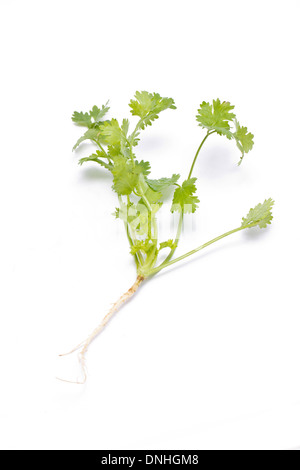 Frischer Koriander (Cilantro) Kraut isoliert auf einem weißen Hintergrund. Stockfoto