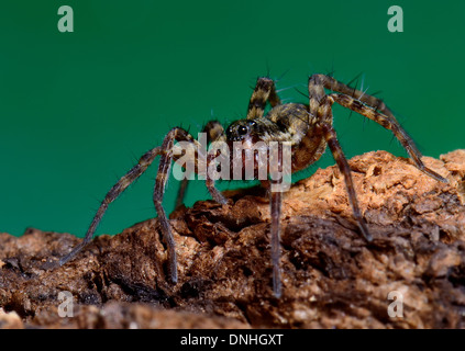 Nahaufnahme von einer Wolfspinne, Pardosa Amentata auf Baumrinde Stockfoto