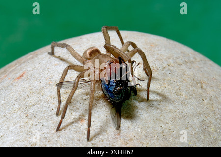 Große behaarte braune Spinne Essen eine Zusammenarbeit Fliege, Essex UK Stockfoto