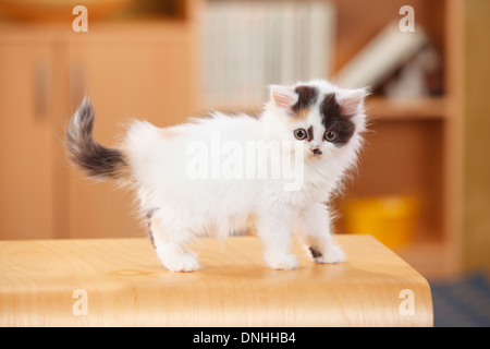 British Longhair, Kätzchen, schwarz-Schildpatt-weiß, 10 Wochen | Britisch Langhaar, Kaetzchen, schwarz-Schildpatt-weiß, 10 Wochen Stockfoto