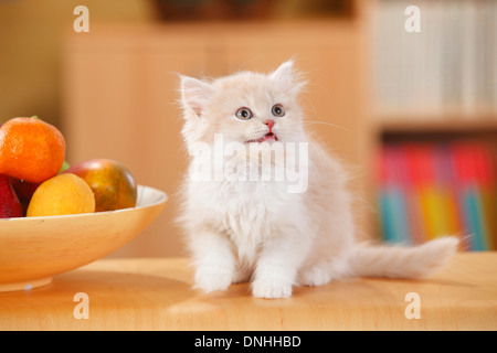 British Longhair, Kätzchen, Creme-Tabby-Mackarell-weiß, 10 Wochen Stockfoto