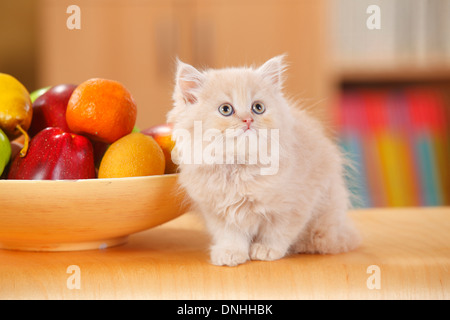 British Longhair, Kätzchen, Creme-Tabby-Mackarell, 10 Wochen | Britisch Langhaar, Kaetzchen, Creme-Tabby-Mackarell, 10 Wochen Stockfoto