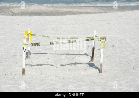 Meeresschildkröten nisten vor Ort auf Marco Island, Florida Stockfoto