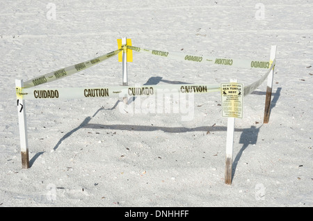 Meeresschildkröten nisten vor Ort auf Marco Island, Florida Stockfoto