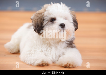 Gemischte Rasse Hund, Welpe, 3 Monate | Mischlingshund, Welpe, 3 Monate Stockfoto