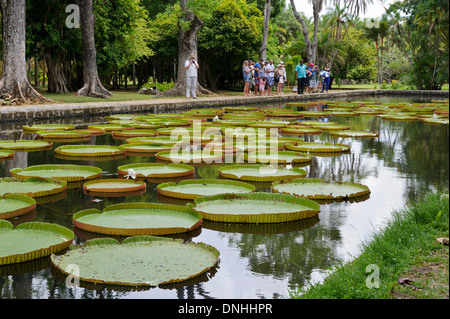 Riesigen Seerosen in Sir Seewoosagur Ramgoolam Botanical Gardens, Pamplemousses, Mauritius. Stockfoto